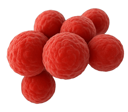 Liver Function Panel